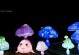 《探索Lumino世界的攻略指南》（揭秘Lumino背后的奇妙之处）